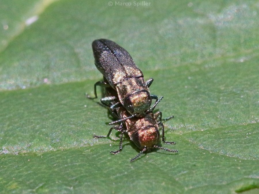 Buprestide da determinare - Agrilus viridicaerulans ssp. rubi (cfr.)